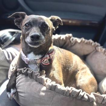 Chihuahua Dogs Available for Adoption in Las Vegas, Nevada - Nike 53629 | PetCurious