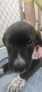 Preacher -  Terrier and Mixed Breed Dog for Adoption in Paducah, Kentucky - Preacher | PetCurious
