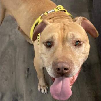 Ardy -  Shar Pei and Mixed Breed Dog for Adoption in Greensboro, North Carolina - Ardy | PetCurious