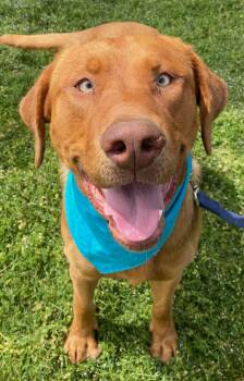 Labrador Retriever Dogs Available for Adoption in Colusa, California - Buoy | PetCurious