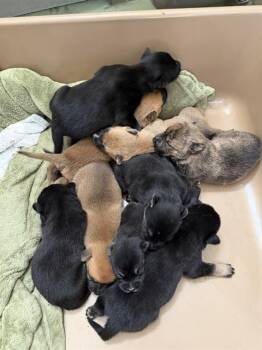 German Shepherd Dog Dogs Available for Adoption - PANCAKE | PetCurious