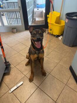 Rex -  Mixed Breed Dog for Adoption in Marion, Ohio - Rex | PetCurious