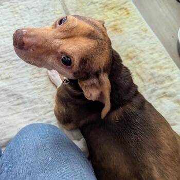 Mixed Breed Dogs Available for Adoption in Fredericksburg, Virginia - Blue Stem | PetCurious