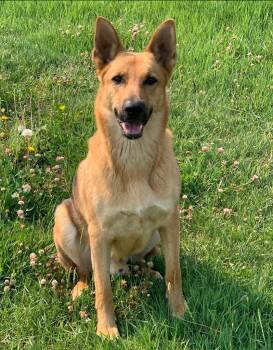 Callum -  German Shepherd Dog Dog for Adoption in Thompson Falls, Montana - Callum | PetCurious