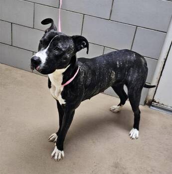 Mixed Breed Dogs Available for Adoption - Rosemary | PetCurious