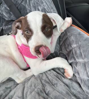 Molly Pop -  American Staffordshire Terrier Dog for Adoption - Molly Pop | PetCurious