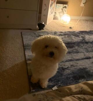 Tofu FH -  Bichon Frise Dog for Adoption in Sanford, Florida - Tofu FH | PetCurious