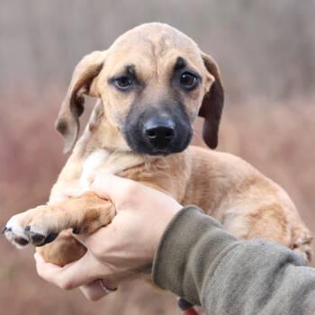 Rescue Mixed Breed Dogs for Adoption in Eastford, Connecticut - CT Freddy | PetCurious