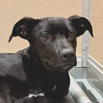Rescue Mixed Breed Dogs for Adoption in Las Cruces, New Mexico - Sarah | PetCurious