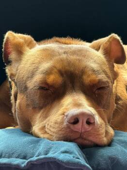 Zara -  Mixed Breed Dog for Adoption in Maryville, Tennessee - Zara | PetCurious