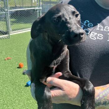 Rachel -  Beagle and Labrador Retriever Dog for Adoption in La Grange, Kentucky - Rachel | PetCurious