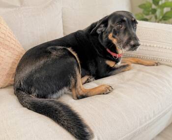 Sophie -  Shepherd Dog for Adoption in Huntingtown, Maryland - Sophie | PetCurious