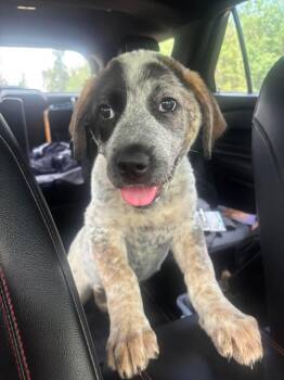 Leilani -  Mixed Breed Dog for Adoption in Edmonton, Alberta - Leilani | PetCurious