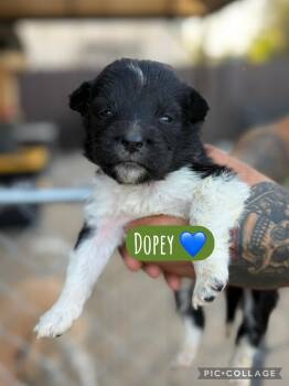 Dopey -  Akita Dog for Adoption in Lodi, California - Dopey | PetCurious