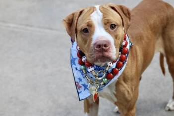 Marnie -  Mixed Breed Dog for Adoption - Marnie | PetCurious