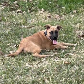 German Shepherd Dog and Mixed Breed Dogs Available for Adoption - Faye | PetCurious
