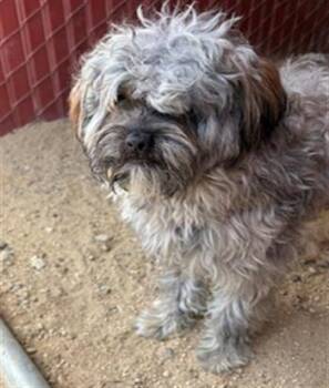 SWIFTER -  Cairn Terrier Dog for Adoption in Camarillo, California - SWIFTER | PetCurious