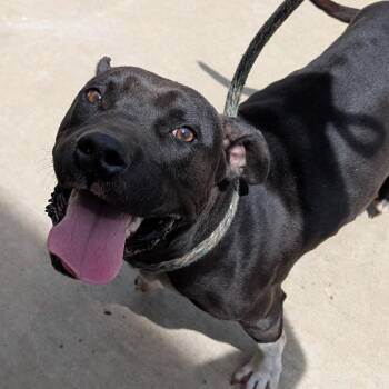 Mixed Breed Dogs Available for Adoption in Auburn, Alabama - Squalor | PetCurious
