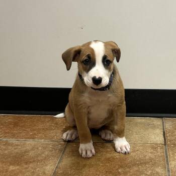 FWT Sandy -  Pit Bull Terrier and Catahoula Leopard Dog Dog for Adoption in Midland, Texas - FWT Sandy | PetCurious