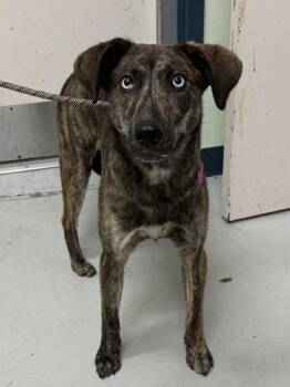Mixed Breed Dogs Available for Adoption in Savannah, Georgia - Pierce | PetCurious