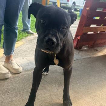 Dean -  Mixed Breed Dog for Adoption in Corinth, Mississippi - Dean | PetCurious