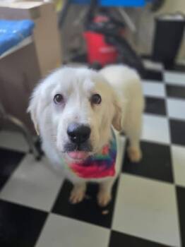 Great Pyrenees Dogs Available for Adoption in Columbus, Ohio - Daisy Mae | PetCurious