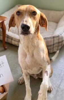 Biscuit -  American Foxhound Dog for Adoption in Manning, South Carolina - Biscuit | PetCurious