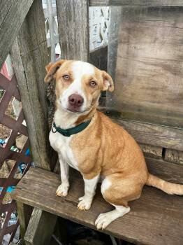 Mixed Breed Dogs Available for Adoption - Baby Peaches | PetCurious