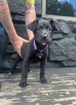 Rizzo (Purple) -  Shepherd and Mixed Breed Dog for Adoption in Russellville, Kentucky - Rizzo (Purple) | PetCurious