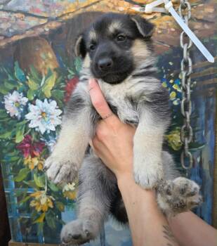 Zhen -  German Shepherd Dog and Husky Dog for Adoption in San Diego, California - Zhen | PetCurious