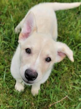 Bailey -  Australian Shepherd and German Shepherd Dog Dog for Adoption in Hornell, New York - Bailey | PetCurious