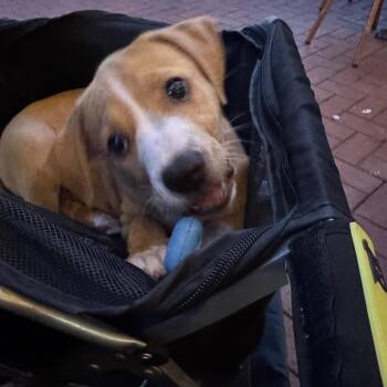 Mixed Breed Dogs Available for Adoption in Pinellas Park, Florida - Shamrock | PetCurious