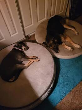 Rescue German Shepherd Dog Dogs for Adoption in Claremont, California - Hopi | PetCurious