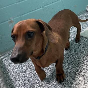 Dachshund Dogs Available for Adoption in Port Charlotte, Florida - Chorizo | PetCurious