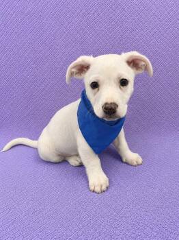 Casper -  Beagle and Chihuahua Dog for Adoption in Lodi, California - Casper | PetCurious