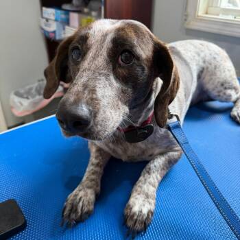 Basset Hound Dogs Available for Adoption - Bodee | PetCurious