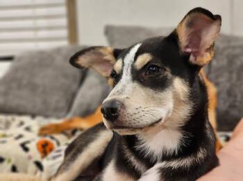 Yarrow -  Husky and Hound Dog for Adoption - Yarrow | PetCurious