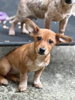 Bear Bear -  Chihuahua and Australian Cattle Dog Blue Heeler Dog for Adoption - Bear Bear | PetCurious