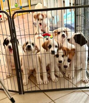 Moo -  Great Pyrenees Dog Available for Adoption in Leander, Texas - Moo | PetCurious