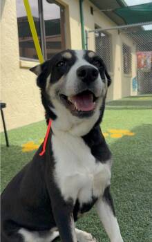 Black Mouth Cur and Mixed Breed Dogs Available for Adoption in Lakeland, Florida - Little Girl | PetCurious