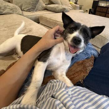 Ruby -  Schnauzer and Corgi Dog for Adoption in Baton Rouge, Louisiana - Ruby | PetCurious