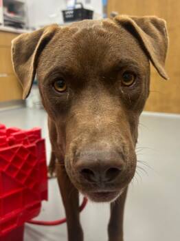 Rescue Labrador Retriever Dogs for Adoption in Hartsville, South Carolina - Sasha (mom Of Sx7) | PetCurious
