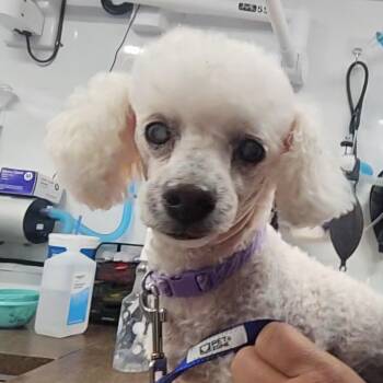 Poodle and Mixed Breed Dogs Available for Adoption - Lilith | PetCurious