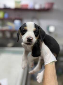 Donovan -  Catahoula Leopard Dog and Black Mouth Cur Dog for Adoption in Picayune, Mississippi - Donovan | PetCurious
