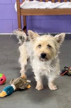 **SABLE** -  Wheaten Terrier Dog for Adoption in North Prairie, Wisconsin - **SABLE** | PetCurious