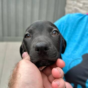 Liberty -  Labrador Retriever and Mixed Breed Dog for Adoption in Matteson, Illinois - Liberty | PetCurious