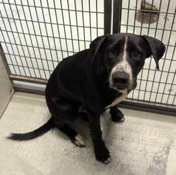 Sushi -  Pointer and Mixed Breed Dog for Adoption in Kingsland, Georgia - Sushi | PetCurious
