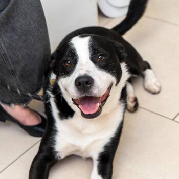 Avon -  Collie and Mixed Breed Dog for Adoption in New York, New York - Avon | PetCurious