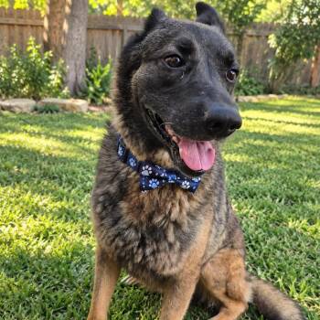 ROSCO GS -  Akita Dog for Adoption in Lucas, Texas - ROSCO GS | PetCurious