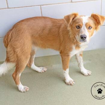 Juliet -  Cattle Dog and Mixed Breed Dog for Adoption in Abilene, Texas - Juliet | PetCurious